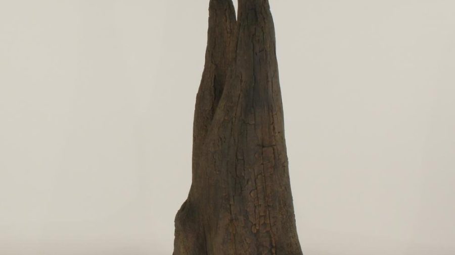 Cypress Knee - 010