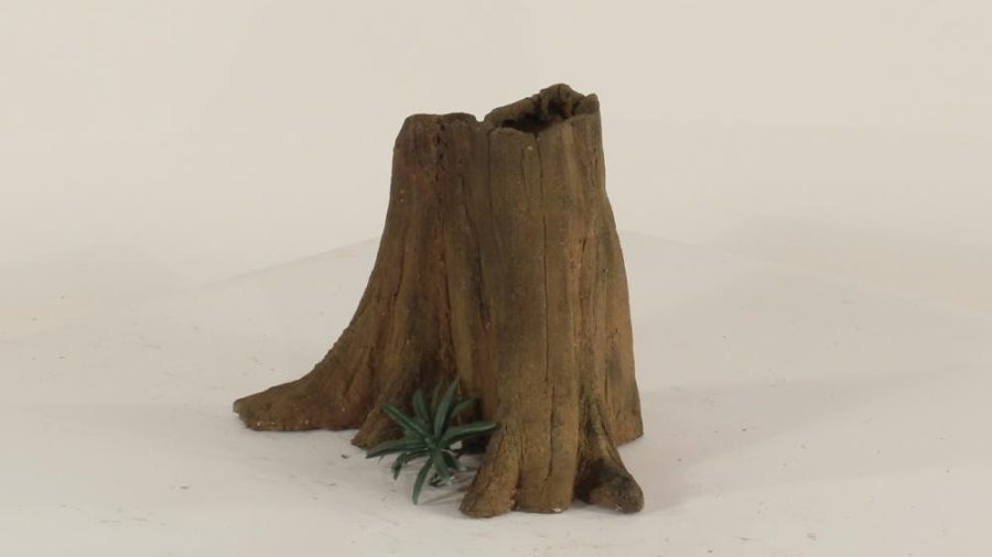 Cypress Stump - 001