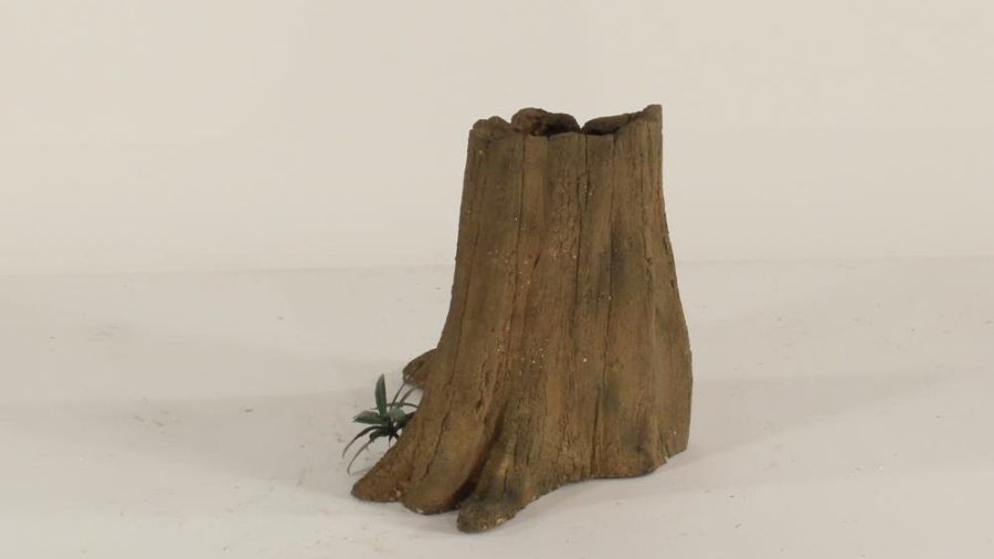 Cypress Stump - 001