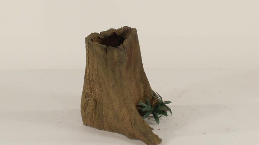 Cypress Stump - 001