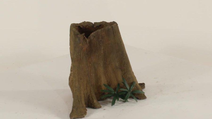 Cypress Stump - 001