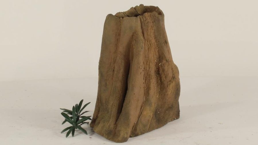 Cypress Stump - 002