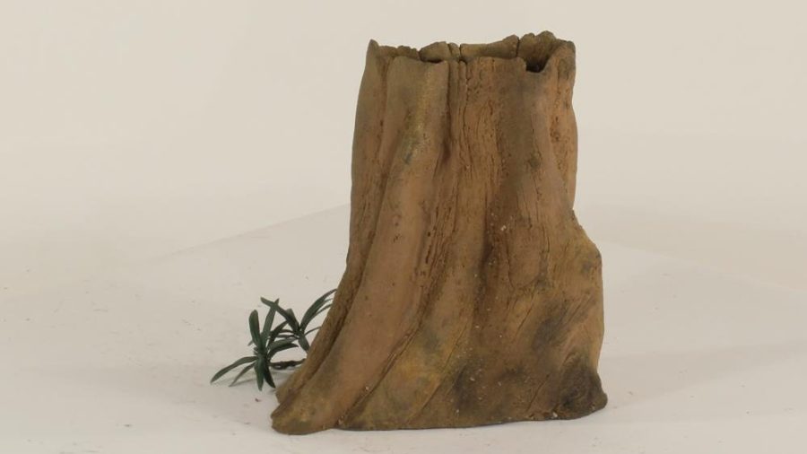 Cypress Stump - 002