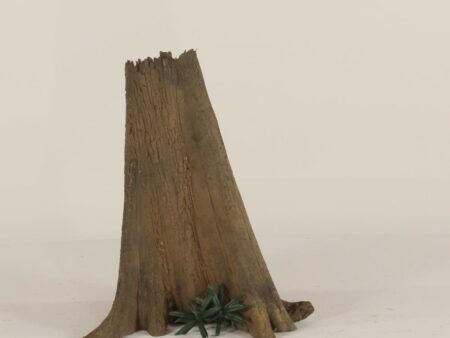 Cypress Stump - 003