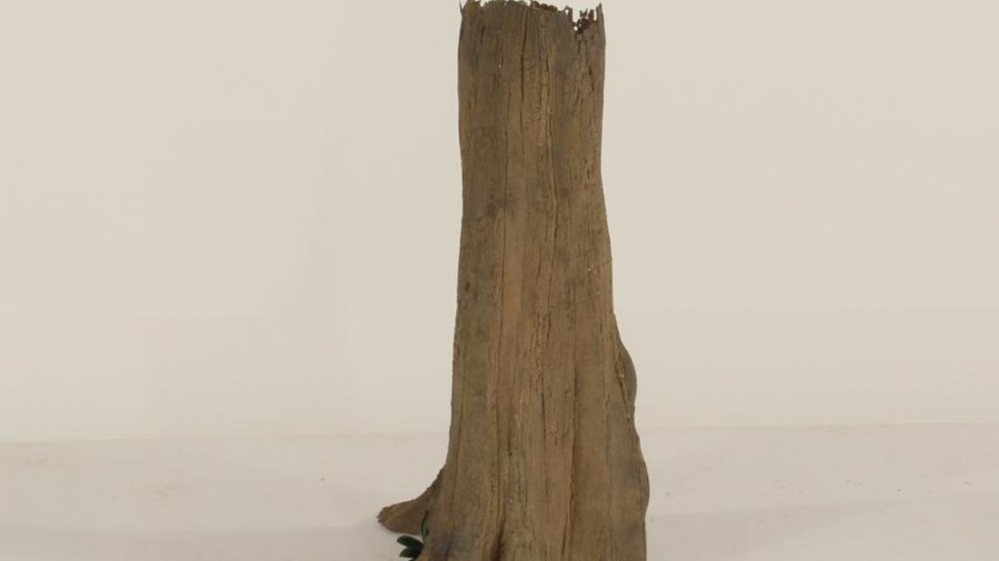 Cypress Stump - 003