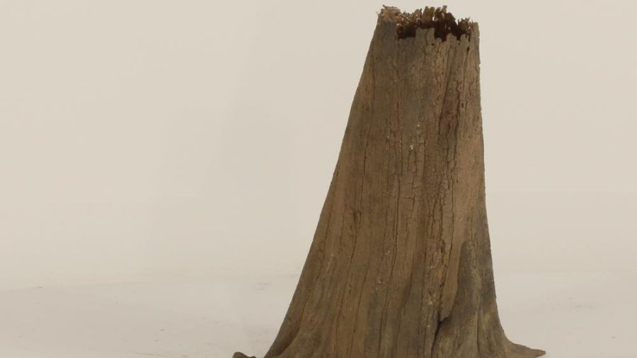 Cypress Stump - 003