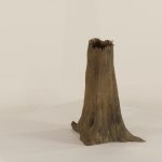 Cypress Stump - 003