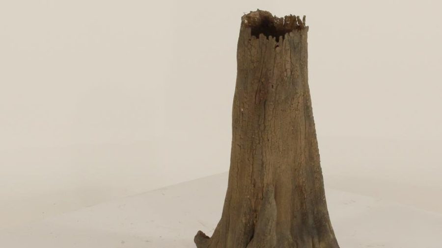 Cypress Stump - 003