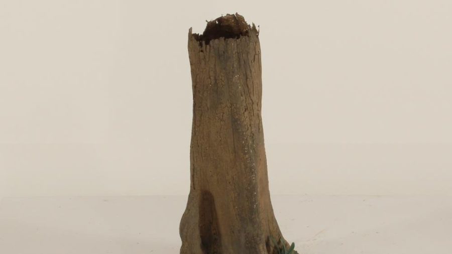 Cypress Stump - 003