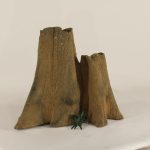 Cypress Stump - 004