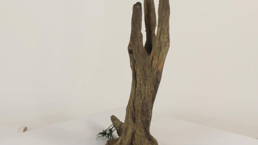 Tree Stump - 003