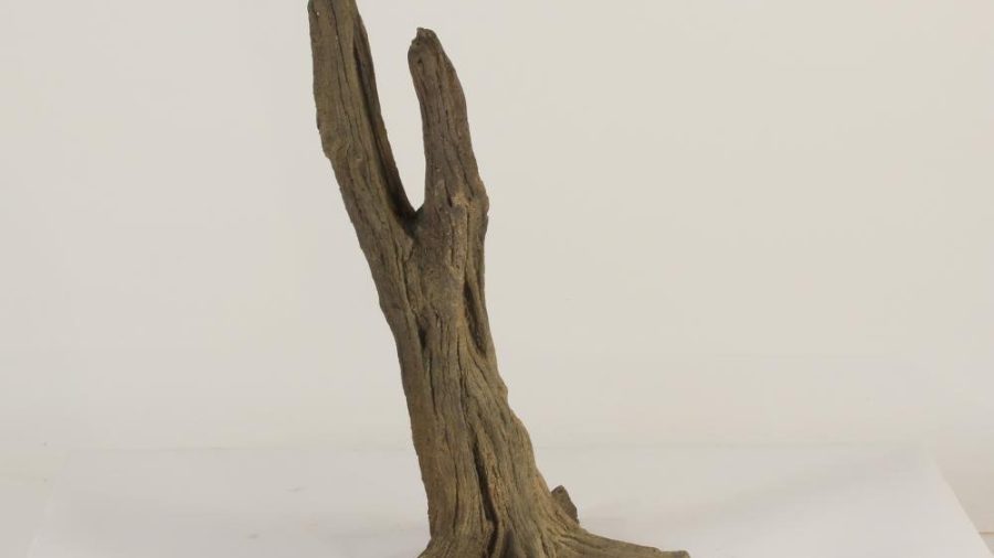 Tree Stump - 003