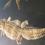 Floating Alligator