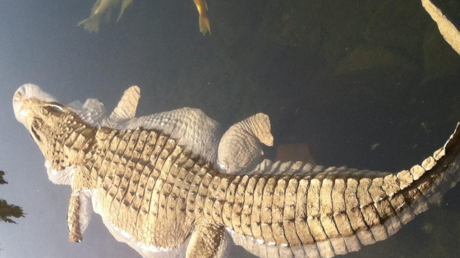 Floating Alligator