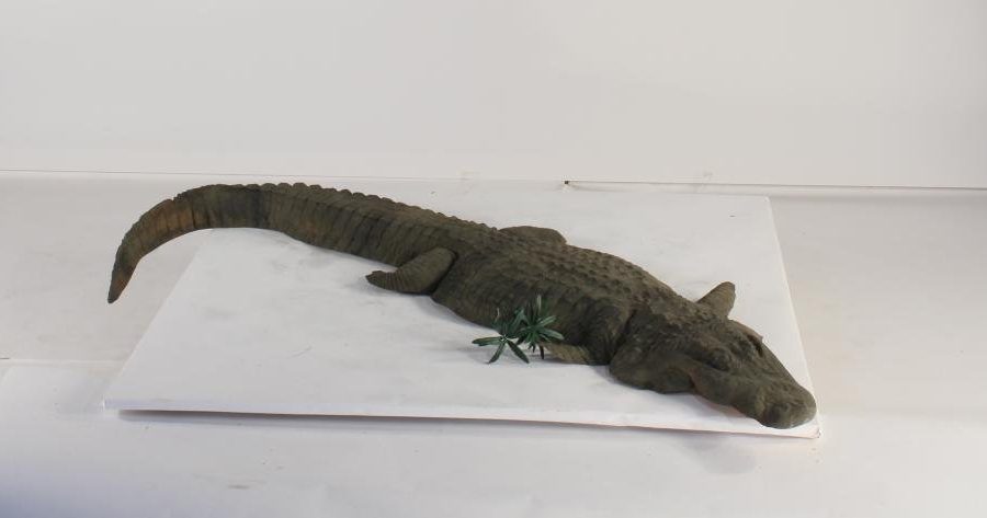 Floating Alligator