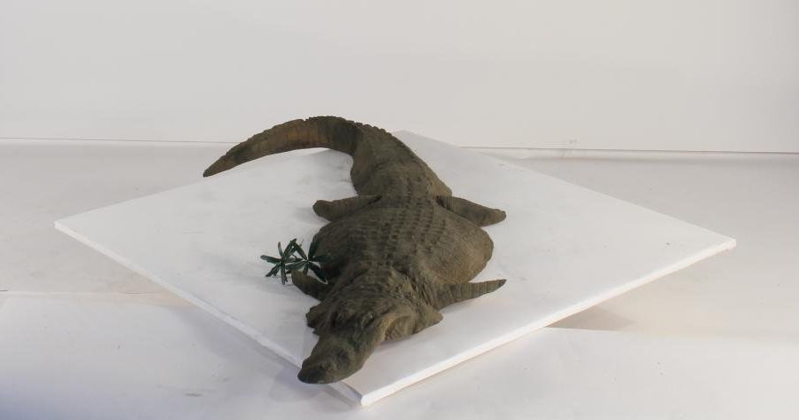 Floating Alligator