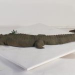 Floating Alligator