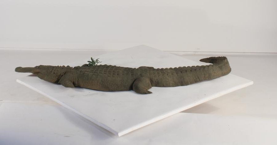 Floating Alligator