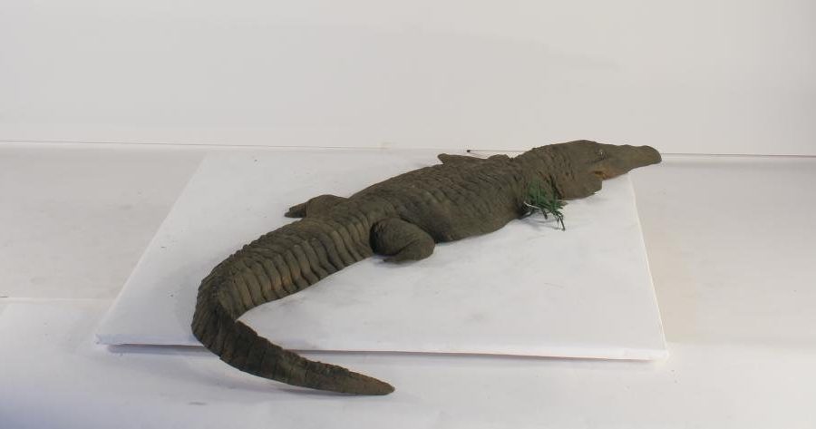 Floating Alligator