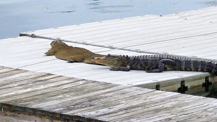 Floating Alligator