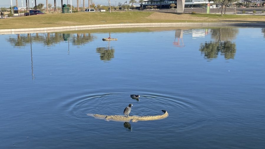 Floating Alligator