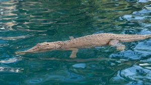 Floating Crocodile