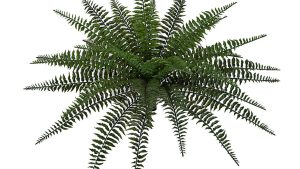 23-inch-outdoor-boston-fern