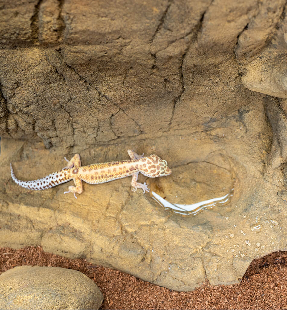 Gecko Background with gecko from above