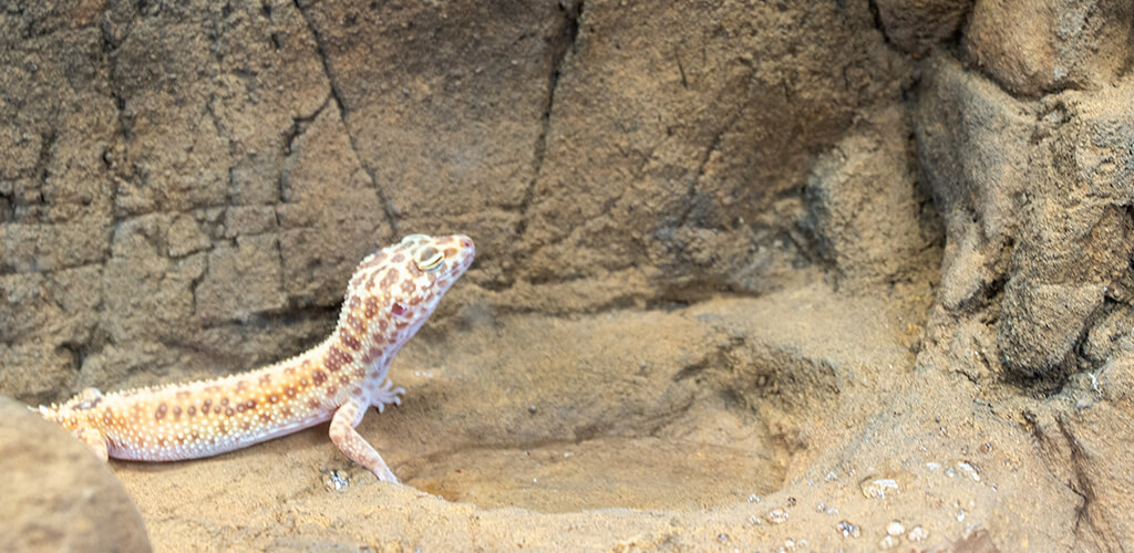 Gecko Background