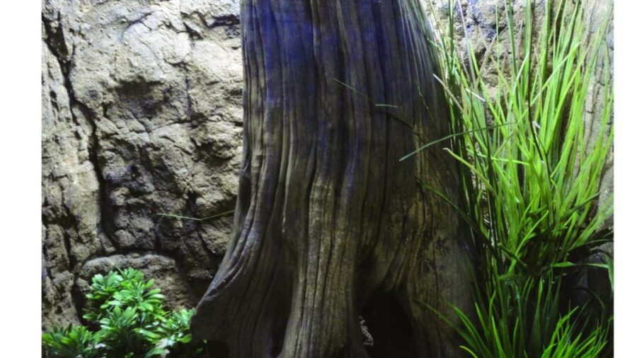 TREE STUMP - 004