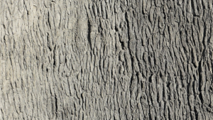 PECAN TREE BARK (PANEL)