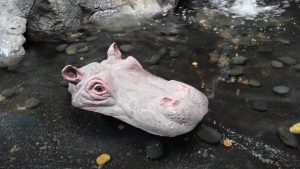 FLOATING - HIPPO HEAD SMALL