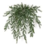 40 × 20 INCH UV OUTDOOR SPRENGERII BUSH