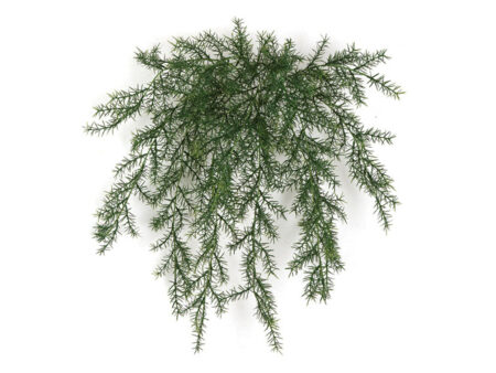 40 × 20 INCH UV OUTDOOR SPRENGERII BUSH