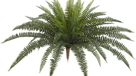 30 INCH OUTDOOR BOSTON FERN