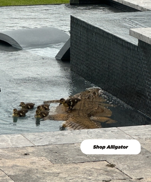 Shop floating alligator